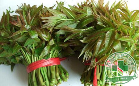 牛皮癣患者能吃香椿吗？