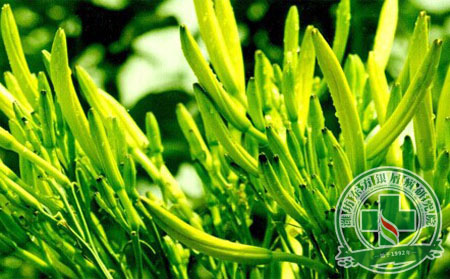 牛皮癣患者能吃黄花菜吗？